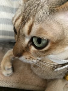 小さな妖精シンガプーラってどんな猫？飼い主が教える魅力