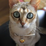 シンガプーラの可愛さ爆発!猫の画像のみ!